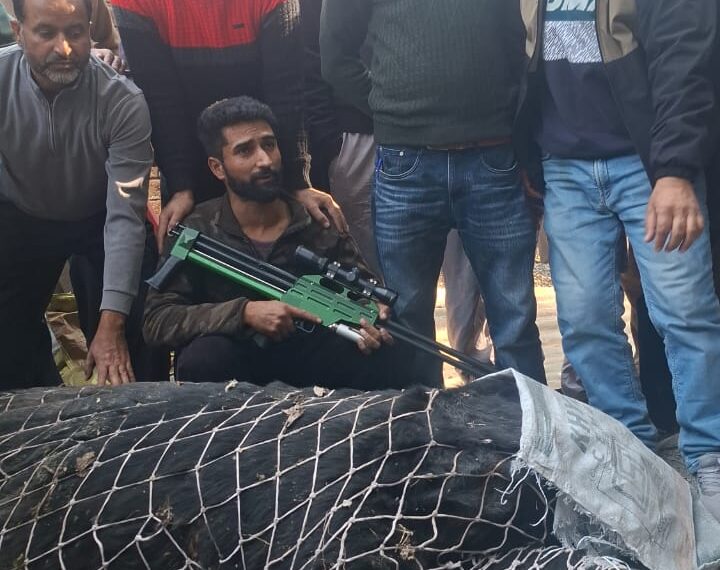 Massive 500-600 Kg Black Bear Tranquilized And Rescued By Wildlife Team In Anantnag