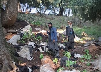 Overnight Lightning Strike Wipes Out Nomadic Flock in Kangan Meadows