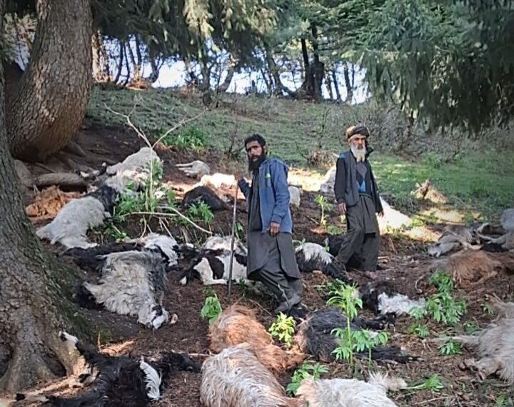Overnight Lightning Strike Wipes Out Nomadic Flock in Kangan Meadows