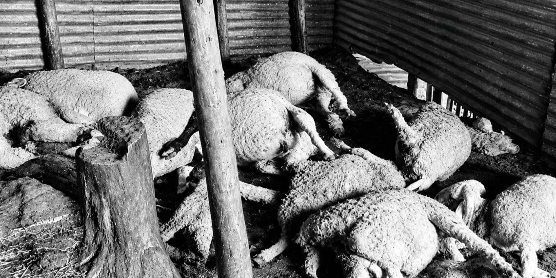 16 sheep killed, 17 injured in leopard attack in Budgam