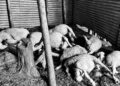 16 sheep killed, 17 injured in leopard attack in Budgam