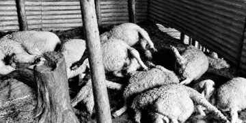 16 sheep killed, 17 injured in leopard attack in Budgam