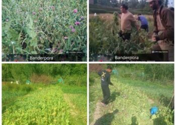 J&K Police Intensifies Action Against Illegal Poppy Cultivation in Anantnag and Budgam