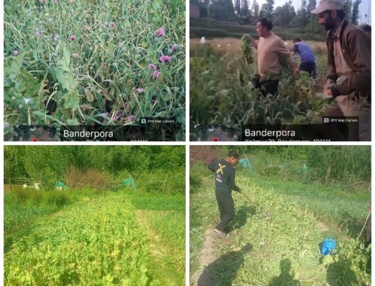 J&K Police Intensifies Action Against Illegal Poppy Cultivation in Anantnag and Budgam
