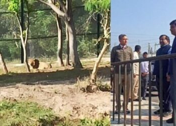 Jambu Zoo roars to life with arrival of Lion, Tigers