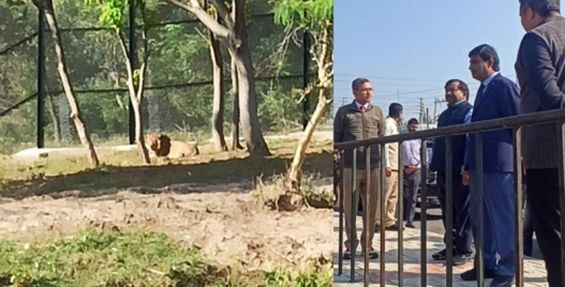 Jambu Zoo roars to life with arrival of Lion, Tigers