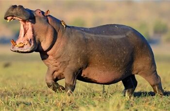 Jambu Zoo welcomes pair of Hippos