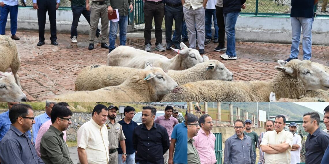 Javid Dar reviews sheep breeding initiatives at Khimber Farm