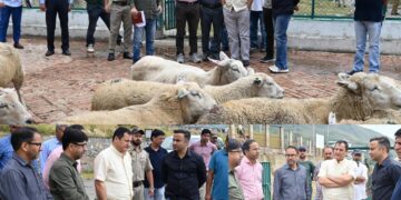 Javid Dar reviews sheep breeding initiatives at Khimber Farm