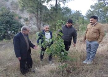 Joint efforts of Gram Panchayats, Social Forestry leading towards creation of green assets in rural areas