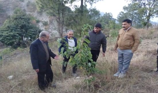 Joint efforts of Gram Panchayats, Social Forestry leading towards creation of green assets in rural areas