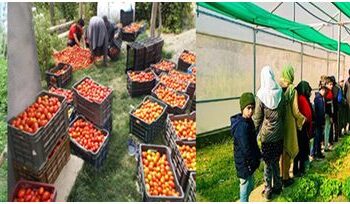 Kupwara has 42600 hectare under agriculture crops