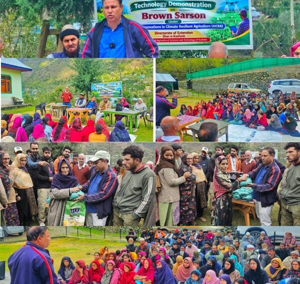 KVK Bandipora-1 organises Technology Demo on Brown Sarson at Kootasatrie NICRA Village
