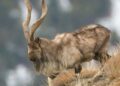 Kashmir Markhor population rises to 227, shows wildlife survey