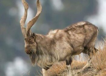Kashmir Markhor population rises to 227, shows wildlife survey