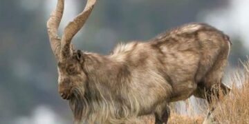 Kashmir Markhor population rises to 227, shows wildlife survey
