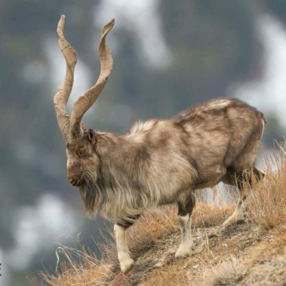Kashmir Markhor population rises to 227, shows wildlife survey
