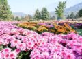 Kashmir bets on chrysanthemums to extend tourism beyond tulip season
