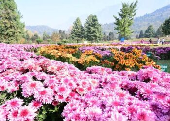 Kashmir bets on chrysanthemums to extend tourism beyond tulip season