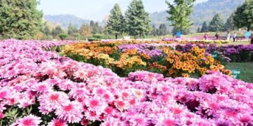 Kashmir bets on chrysanthemums to extend tourism beyond tulip season