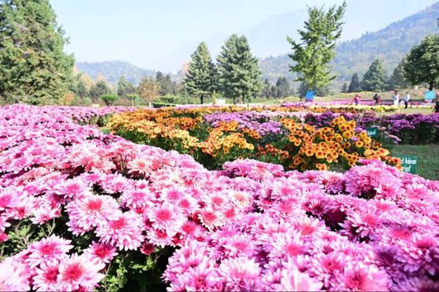 Kashmir bets on chrysanthemums to extend tourism beyond tulip season
