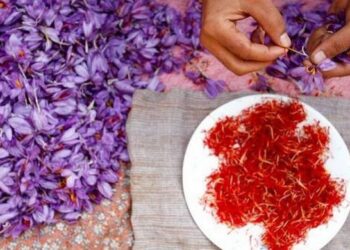 With the GI tag, Kashmiri Saffron gains more prominence in domestic, export markets