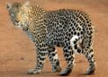 Leopard caught alive in Khudpora Budgam