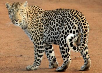 Leopard caught alive in Khudpora Budgam
