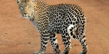 Leopard caught alive in Khudpora Budgam