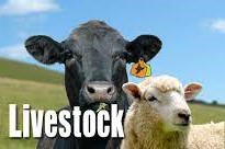 75 Livestock Charred to Death in Kishtwar