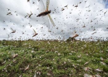 Locust Attack: DC B’la Chairs meeting, discusses measures for its prevention