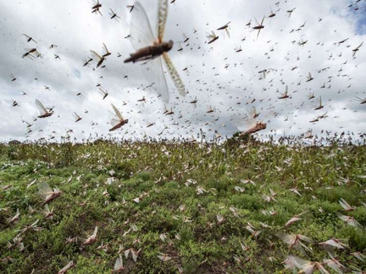 Locust Attack: DC B’la Chairs meeting, discusses measures for its prevention