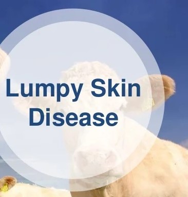 Lumpy SKIN Disease,Govt constitutes task forces for two divisions each of J&K