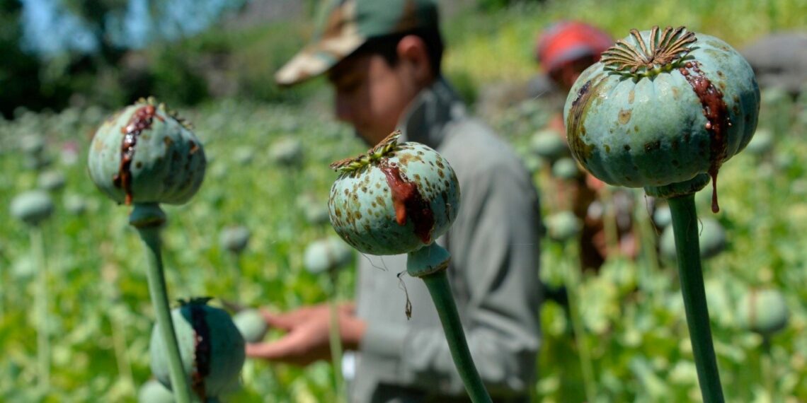 Massive awareness progs, cannabis destruction drives held in Shopian