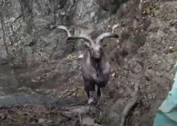 In rare appearance, Markhor spotted, rescued in Bla village