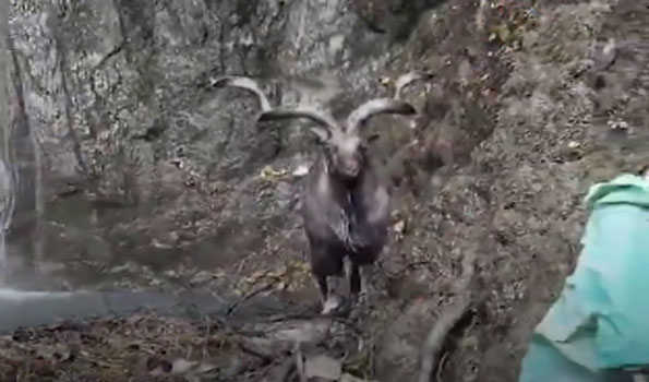 In rare appearance, Markhor spotted, rescued in Bla village