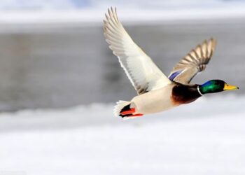 Orientation prog to conduct census of Migratory birds held at Hokersar
