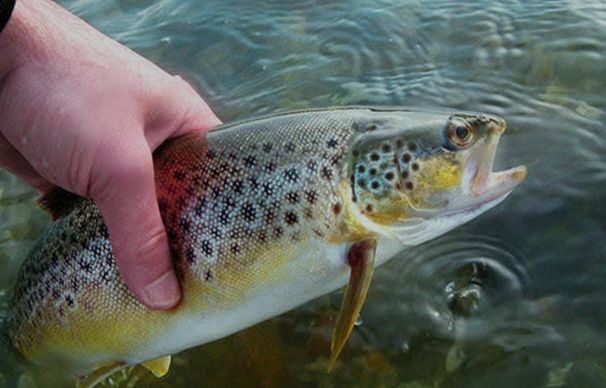 Miscreants use electric current to kill the fish in Kulgam’s Veshow, admin silent