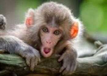 Monkeys on rampage in Bandipora villages, authorities in slumber