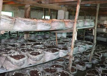 Director Agriculture Kashmir inspects Mushroom Cluster under TSP at Khimber