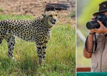 PM Modi welcomes cheetahs in India, says