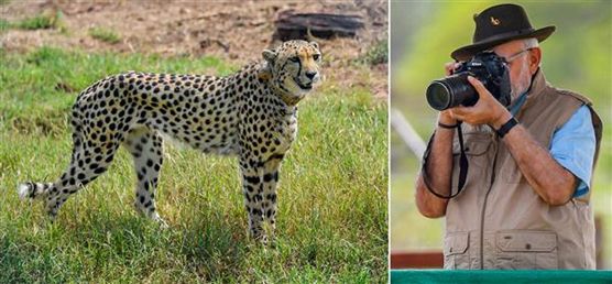 PM Modi welcomes cheetahs in India, says