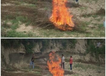 Police destroys Wild Cannabis in Awantipora