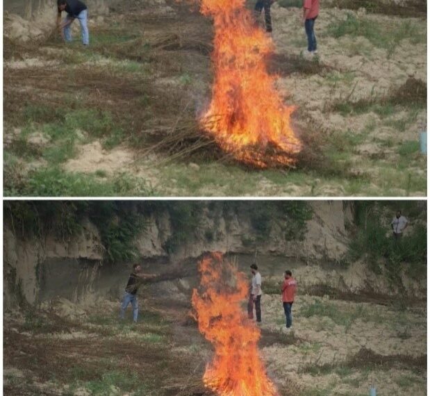 Police destroys Wild Cannabis in Awantipora