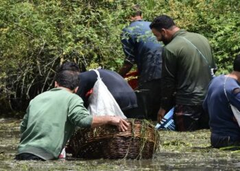 Kashmir’s unique ‘Panzath Nag’ fish-catching festival draws hundreds to Anantnag