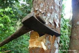 Felling of poplars : Committee constituted on J&K High Court directions, asked to submit report within 2 weeks