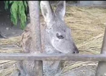 Rare Himalayan Musk Deer rescued along LoC in Gurez