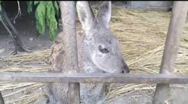 Rare Himalayan Musk Deer rescued along LoC in Gurez