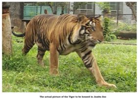 Royal Bengal Tiger pair to roar in Jambu Zoo at Jammu