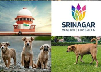 Stray Dog Menace: SC Order Spurs Action, Response From J&K Awaited